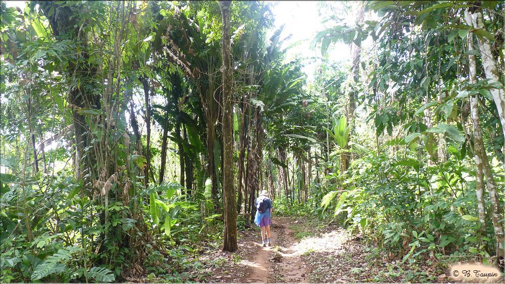 le rio caura promenade en foret